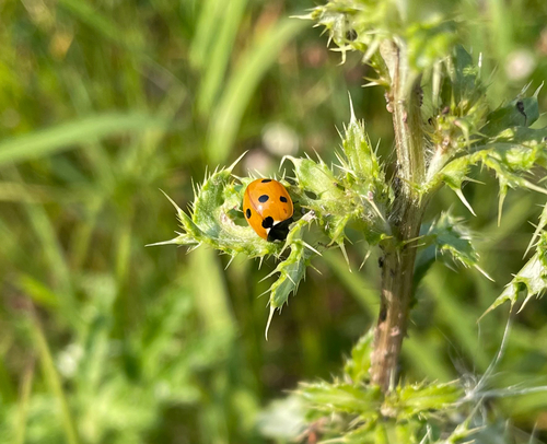Seven-spotted Lady Beetle