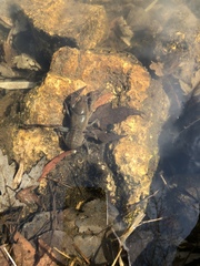 Lacunicambarus nebrascensis