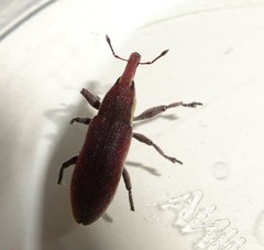 Lixus vilis