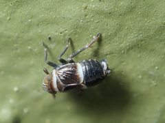 Criomorphus
