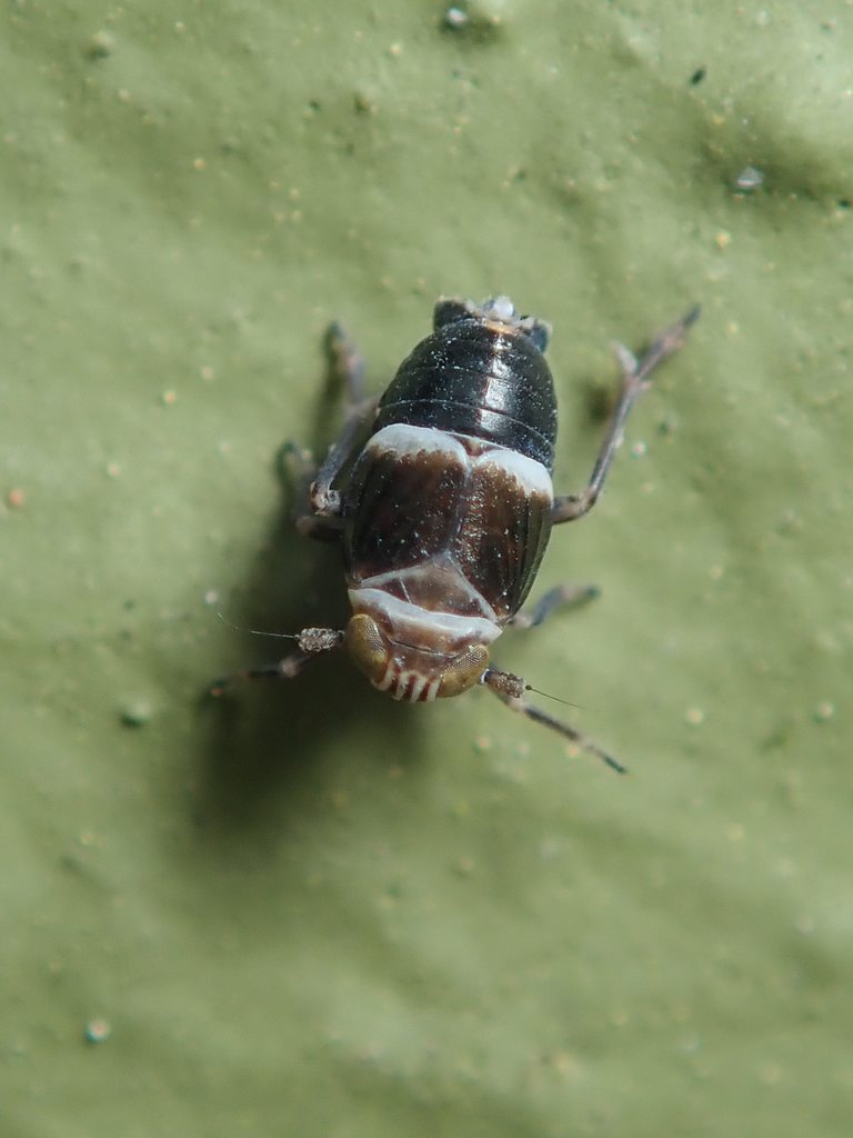 Criomorphus