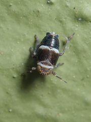Criomorphus
