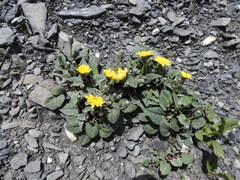 Crepis pygmaea, photograph (c) Yves Bas, some rights reserved (CC BY)