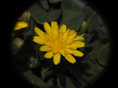 Crepis pygmaea