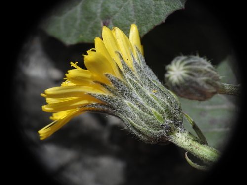 Crepis pygmaea, photograph 1