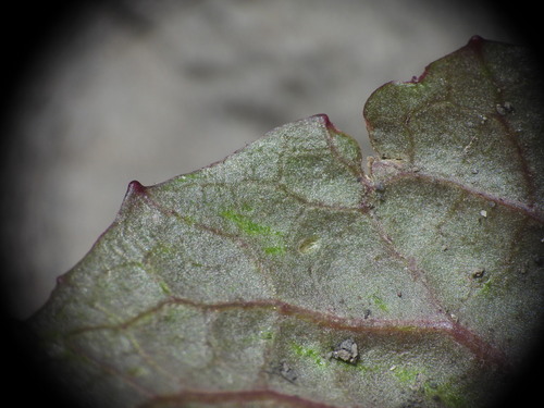 Crepis pygmaea, photograph 2