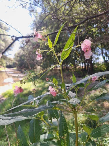 Himalayan balsam