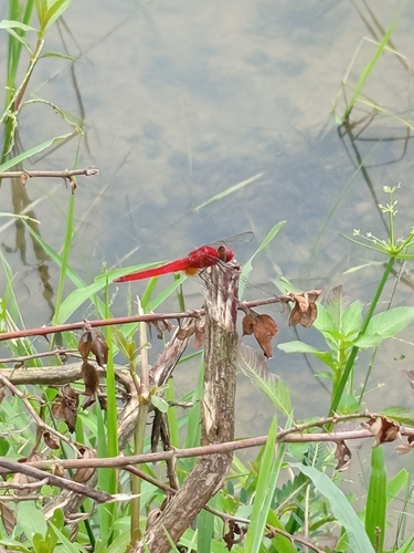 Scarlet Skimmer