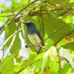 Cyornis pallidipes