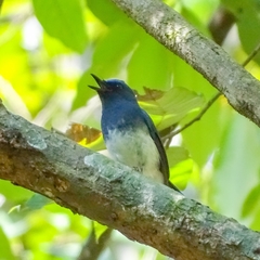 Cyornis pallidipes