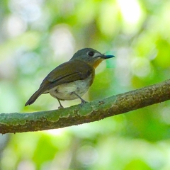 Cyornis pallidipes