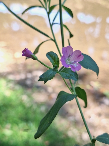 Great Willowherb