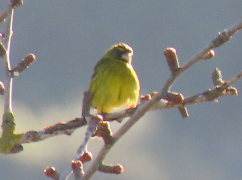 iNaturalist image