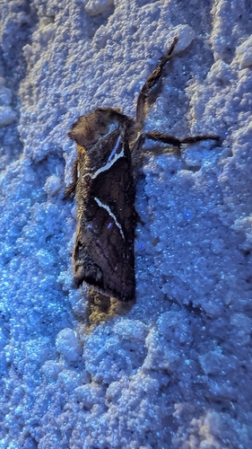 Orange Swift