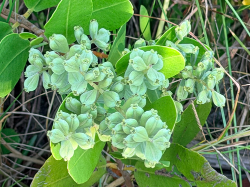 Laguncularia racemosa, photograph 2