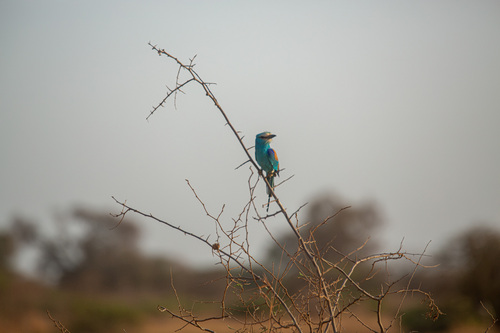 Abyssinian Roller