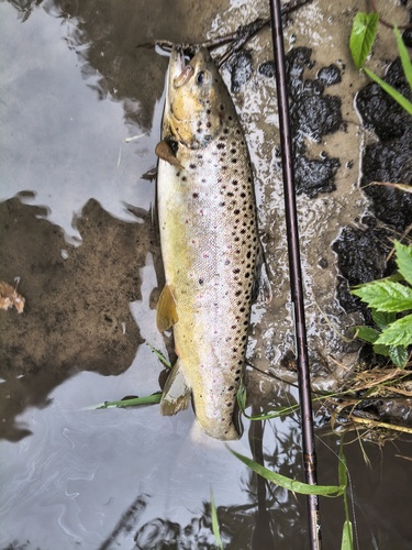 Brown Trout