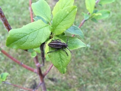 Dorcadion holosericeum