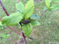 Dorcadion holosericeum