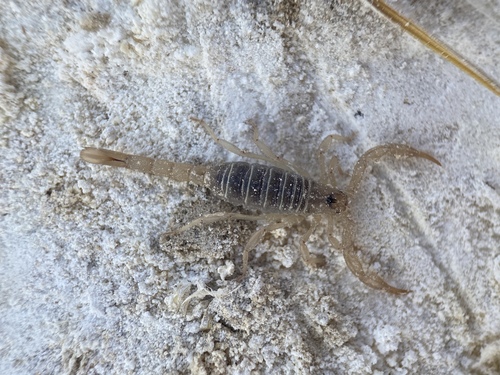 Northern Scorpion
