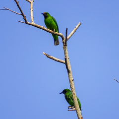 Chloropsis aurifrons