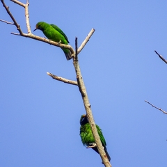 Chloropsis aurifrons