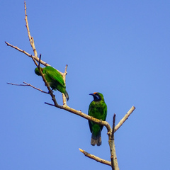 Chloropsis aurifrons