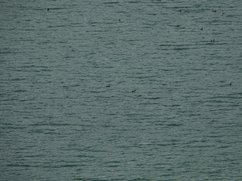 Eurasian Coot