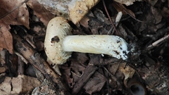 None (Lactarius mairei)