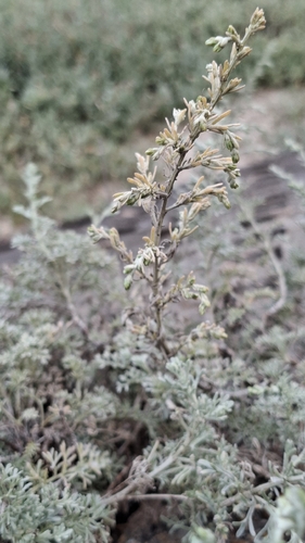 Artemisia maritima, photograph 1