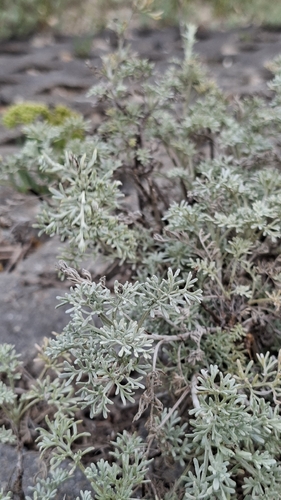 Artemisia maritima, photograph 2