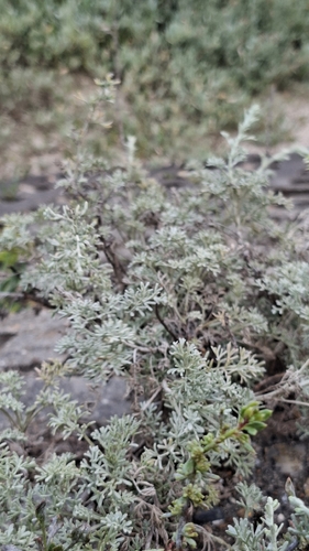 Artemisia maritima, photograph 3