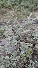 Artemisia maritima, photograph (c) Jess Green, some rights reserved (CC BY)