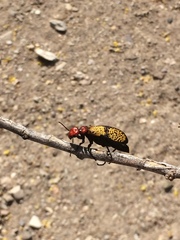 Tegrodera aloga