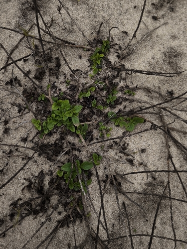 Stemodia verticillata, photograph 4