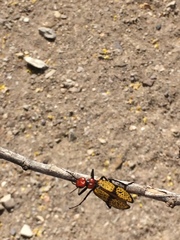 Tegrodera aloga