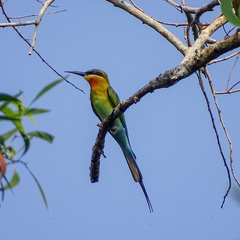 Merops philippinus