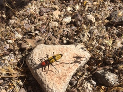 Tegrodera aloga