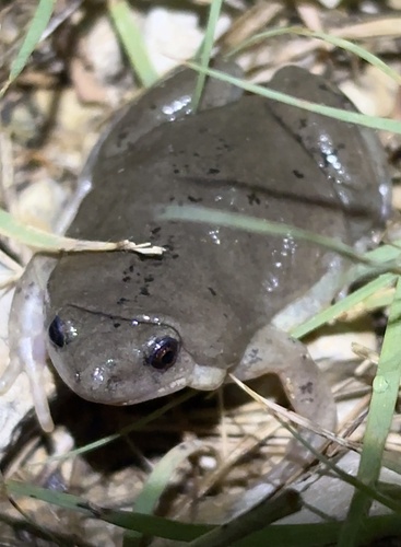 Western Narrow-mouthed Toad