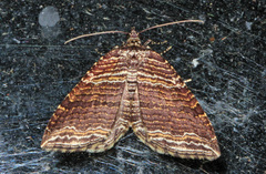 Anticlea multiferata