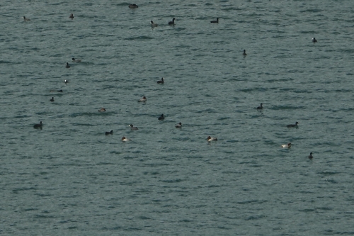 Common Pochard
