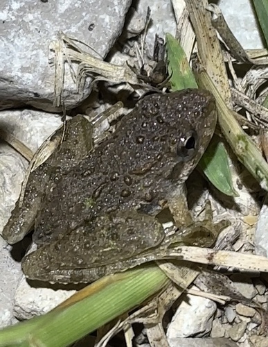 Blanchard's Cricket Frog