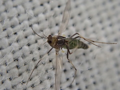 Diptera