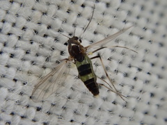 Diptera