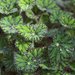 Begonia Boweri - Photo (c) Steffen Zahn, algunos derechos reservados (CC BY)