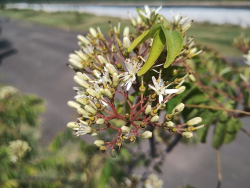 Cabralea canjerana, photograph 1