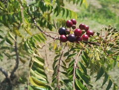 Cabralea canjerana, photograph (c) The Great Walter, some rights reserved (CC BY)