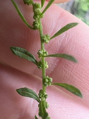 Dysphania ambrosioides, photograph author not stated, no rights reserved