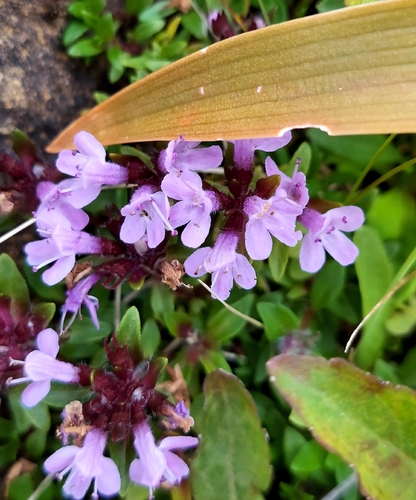 Thymus quinquecostatus, photograph 1