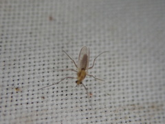 Chironomidae